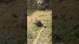 Super Fast Wild Boar Shot #hunting #wildboar