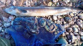 MONSTERS WHILE FORAGING WILD FOOD - Catch & Cook