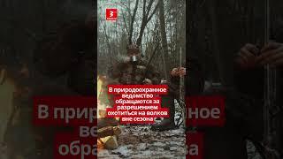 Волки / Новости TV3 Plus