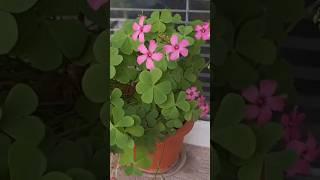 Flowering Clovers #plants #garden #flowers