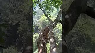 Face to Face with Ferocious Wild Bees in Tall Trees | Terrifying Honey Hunt in the Deep Forest #bear
