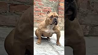 Gangsters bully #americanbully #dog