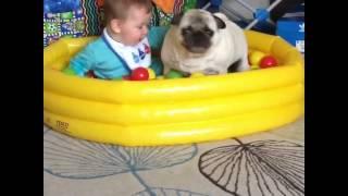 Baby Louie and his best pug friend Moo
