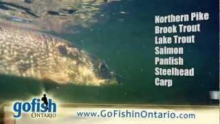 Go Fish in Ontario,Freshwater catches.