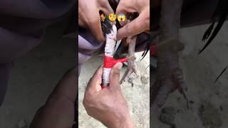Rooster blade in cockfighting ️ #cockfight #roosterfight #roosterblade #fighting #viral #trending