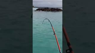 Tentei com cortador de unha não deu certo, só peguei com sabiki! #fishing #pescaria.