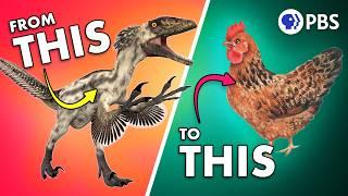 The Dinosaur Dilemma That Darwin Couldn’t Solve