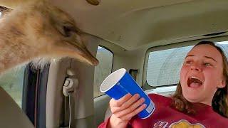 Drive-Thru Safari Park Gone Wrong - Animals Attacking People || PETASTIC 