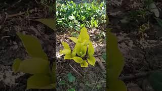 Fire island hosta!