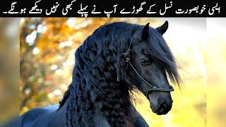 10 Most Beautiful Horse Breeds In The World | TOP X TV