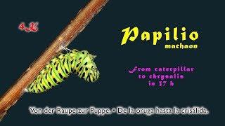 The swallowtail Papilio machaon.  In 37 hours from caterpillar to chrysalis, 4K, trilingual