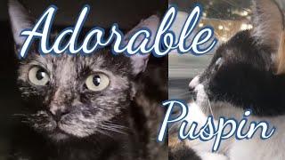 Adorable Puspin Cats | Why are they so lovable? #catlover