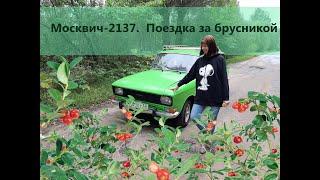 Поездка за брусникой на Москвич-2137