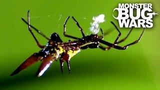 Crab Spider vs Spiny Orb Weaver | MONSTER BUG WARS