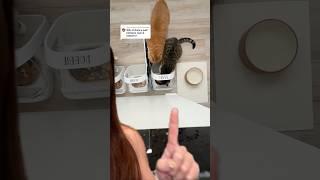 I raised a criminal. A thief. #cat #catmom #catmomlife #catvideos