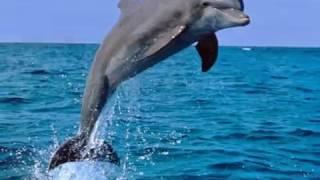 Dolphin Pictures