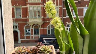 Sansevieria moonshine çiçeği,güneş yanığı olan sukulent#almanya#plants#suculentas