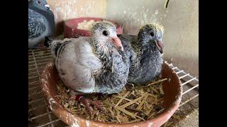 Junge Brieftauben Übersicht /Young racing pigeons overview