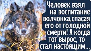 Человек взял на воспитание волчонка спасая от голодной смерти. А когда тот вырос, то стал настоящим