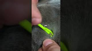 Tick Trouble  How to Safely Remove Ticks