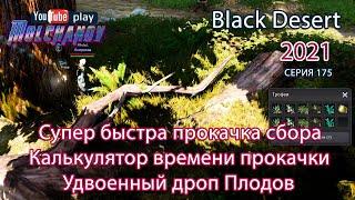 Сбор Травы ТОП спот. Удвоенное количество Плодов. Дорогие ремесленные заточки. Black Desert 2022