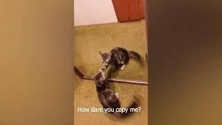 FUNNIEST CAT VIDEO MAKE YOU LAUGH