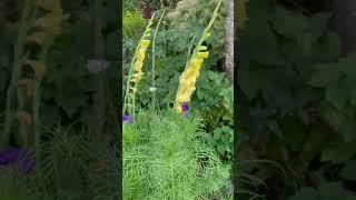 Gladiolus and cosmos #summer #love #flowers #garden #gladiolus #cosmos #video #2022 #viral