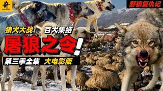 大型紀錄片【野狼復仇記】第三季合集，屠狼令聯盟集結，春節大電影版第二輯，一口氣看完第三季#牧羊犬 #狼群 #狼 #动物世界 #動物解説