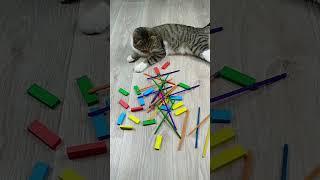 Funny Cat Barsik  Marbles Cubes Reverse Video ASMR