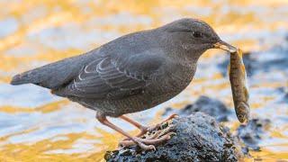 Dippers - A Most Unique Bird