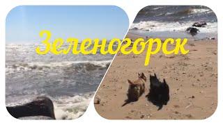 ИЗ НЕИЗДАННОГО//ЗЕЛЕНОГОРСК//ИЮНЬ 2015