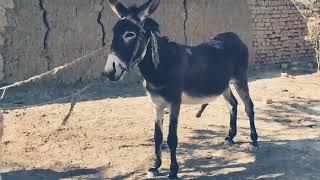 super murrah donkey mating and horse meeting Successful Mating