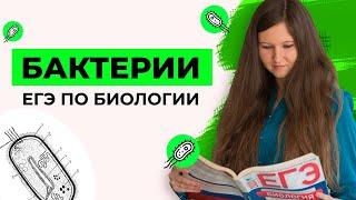 БАКТЕРИИ | ЕГЭ ПО БИОЛОГИИ