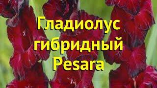 Гладиолус гибридный Песара. Краткий обзор, описание характеристик, где купить луковицы Pesara