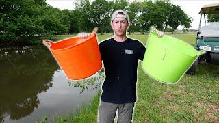Tiny Catfish Taking over Pond! INVASIVE FISH REMOVAL