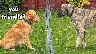 Gentle Golden Retriever Meets Big Rescue Dog