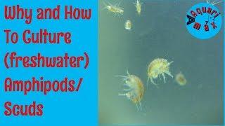 How to culture Freshwater Amphipods/Scuds