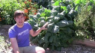 How to Grow Brussel Sprouts - Complete Growing Guide