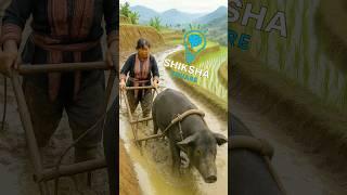 How Chinese Farmers Use Pigs To Farm On The Mountains? By Shiksha SQUARE