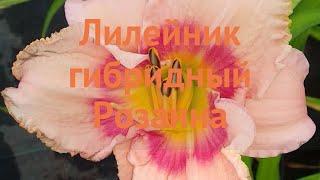 Лилейник гибридный Розанна (hemerocallis rosanna)  обзор: как сажать, саженцы лилейника Розанна