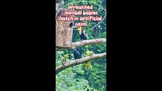 Wreathed hornbills successfully breed in manmade nest boxes