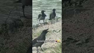 Natural Life Lessons: Baby Crow Learns to Crack a Peanut! #corvids #crow #crows #crowbuddy #sweet