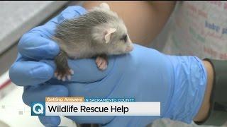 Drought's Impact Hitting Sacramento Wildlife Hard, Despite Rain