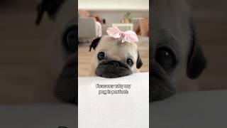 Reasons why my PUG is PERFECT  #pug #dog #shorts