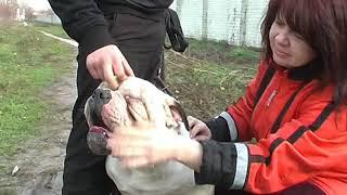 american bulldog Американский бульдог