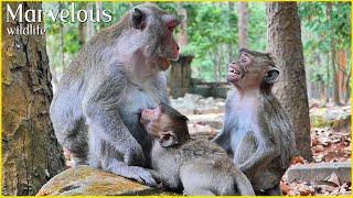 Obedient...! Mother Jane talking to Jazzy during feeding milk Jonna | Marvelous Wildlife