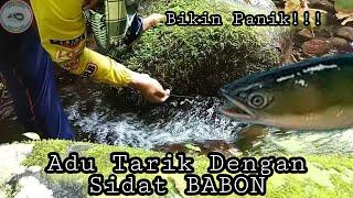 SIDAT BABON Penghuni Sungai Jernih | Bikin Panik 3x Strike‼️