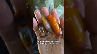 12 of my fish died (and it’s my fault )