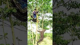  Tiger attacked wild boy in field jungle  #vfx #animals #tiger #video #subscribe #foryou #shorts