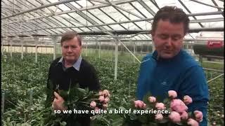 Hilverda De Boer - Peony grower visit at Philip Hoogervorst